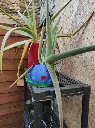 Cache-pot Mystherbe