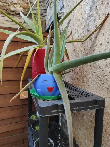 Cache-pot Mystherbe